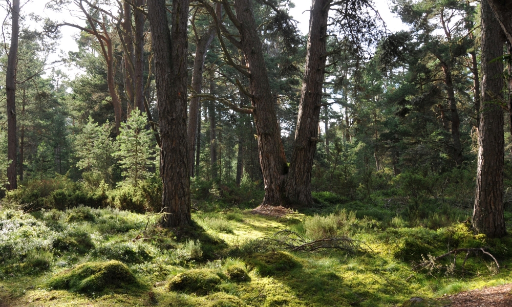 Pinewood Pic 2 1000 X 600